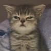 cutecat.22