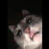 briantrktku