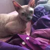 geicha.sphynxette