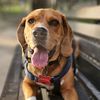 heisenbergbeagle