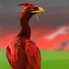 liverbird_1426