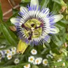 shellsgarden