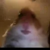 hamstergang.4_live