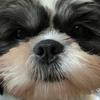 shihtzu4927