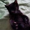 kittys_growling