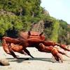 crab_010