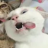 bilbilabill