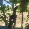 abdlrahmansaydavay