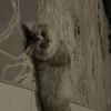 applepie_27