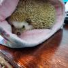 teemo.the.hedgehog