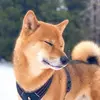 fuji_shiba