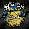 Nhà cá bảy màu✅