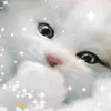 mmmaiiii538fl