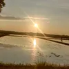 pujonugroho465