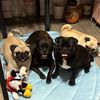 pug_loverrrrrrr