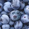 blueberrydog61