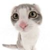 emersonluvzcats