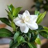 kazi__shamim__02
