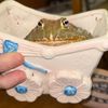 spaghettithemountainfrog