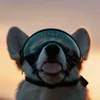 dog_edits_puppy