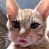 binoimun