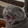 maximilian_thecat