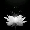 thang_nguyen6256