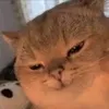 conmemayff