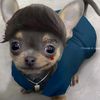 don_gato072