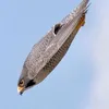 peregrine0507