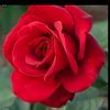gizemili63