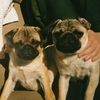 Buddy & Bear