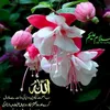 kousar669