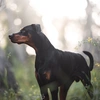 zeus_dobermanchik