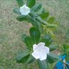 nuumaliaa