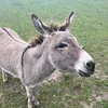 hana_spana