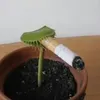 fittonia