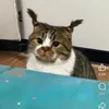 mr.smile369