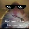 hamster_thebest28