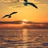 نوارس٤/١٣