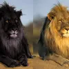 rudyking2707