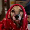 palapala_barbara