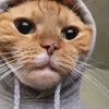 aspawss1