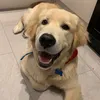 Benji The Golden