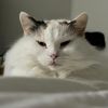 fatherofcalicos