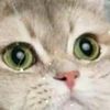 ashlarainbows