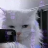 carl7008