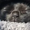 _xilovecatsx_