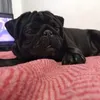lusitanateixeira1