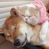 protect animals
